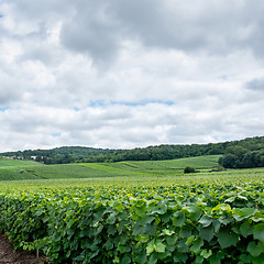 Image showing Vineyard landscape, Montagne de Reims, France