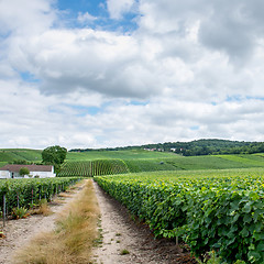 Image showing Vineyard landscape, Montagne de Reims, France