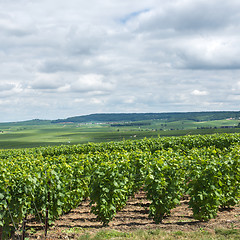 Image showing Vineyard landscape, Montagne de Reims, France