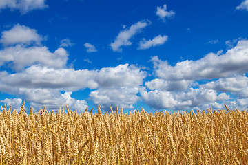 Image showing Wheat field under blue sky with clouds