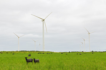 Image showing Sheep on green pasture, and with wind turbines