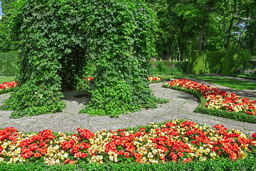 Image showing Ornamental garden with blooming begonias