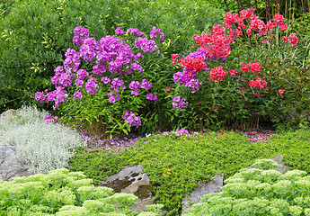 Image showing Garden with red and purple phlox