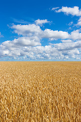 Image showing Rural landscape, wheat field under blue sky