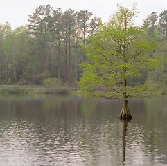 Image showing Cypress Tree