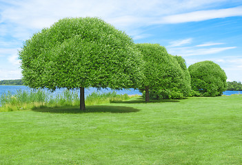 Image showing Spacious green lawn with beautiful trees