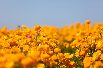 Image showing blooming ranunculuses