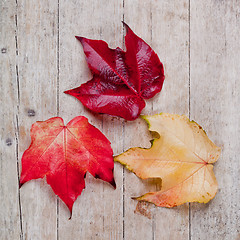 Image showing three autumn leaves 