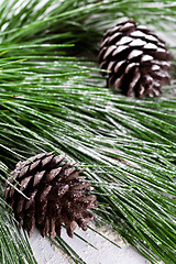 Image showing fir tree with pinecones 