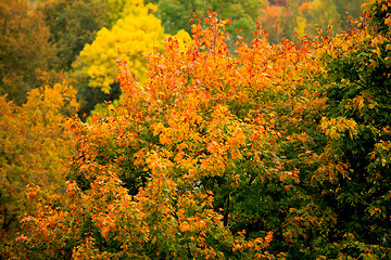 Image showing autumn 