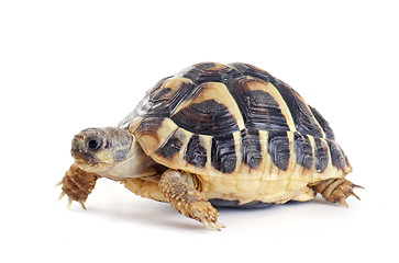 Image showing Tortoise