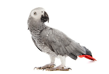 Image showing African Grey Parrot 