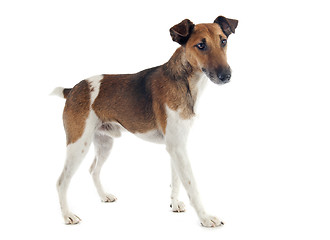 Image showing smooth fox terrier 