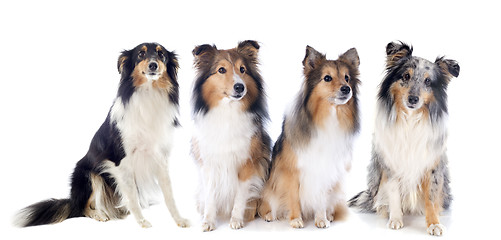 Image showing shetland dogs