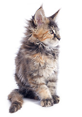 Image showing maine coon kitten