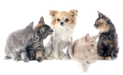 Image showing maine coon kitten and chihuahua