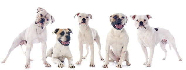 Image showing american bulldogs