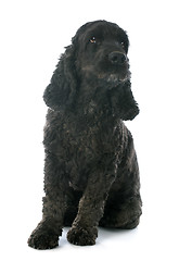 Image showing black  cocker spaniel