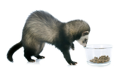 Image showing eating brown ferret