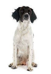 Image showing brittany spaniel