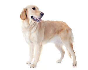 Image showing golden retriever