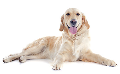 Image showing golden retriever