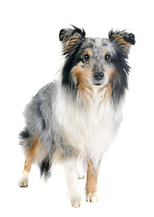 Image showing shetland dog