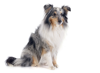 Image showing shetland dog