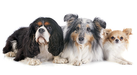 Image showing three dogs