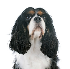 Image showing cavalier king charles