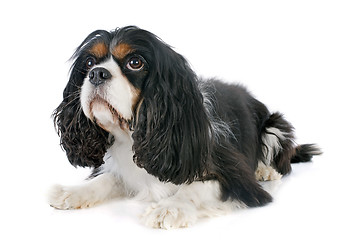 Image showing cavalier king charles