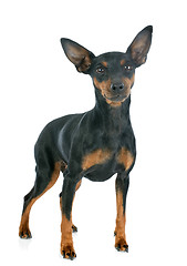 Image showing miniature pinscher