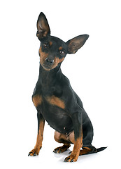 Image showing miniature pinscher