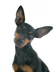 Image showing miniature pinscher