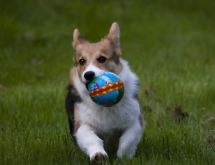 Image showing playing with my ball