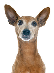 Image showing miniature pinscher