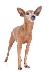 Image showing miniature pinscher