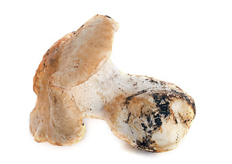 Image showing hedgehog mushroom