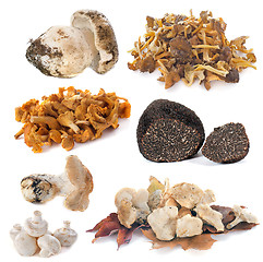 Image showing group of mushrooms
