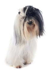 Image showing tibetan terrier