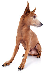 Image showing senior miniature pinscher