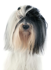 Image showing tibetan terrier