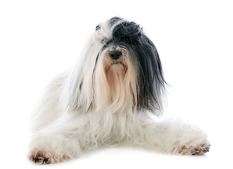 Image showing tibetan terrier