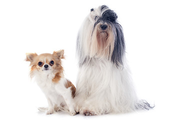 Image showing tibetan terrier and chihuahua