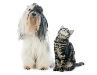 Image showing tibetan terrier and kitten