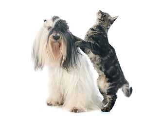 Image showing tibetan terrier and cat