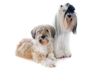 Image showing tibetan terriers