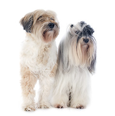 Image showing tibetan terriers