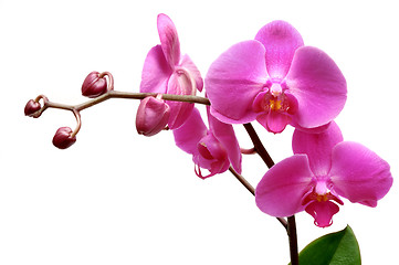 Image showing Orchid