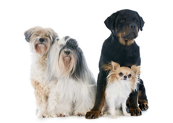 Image showing four dogs